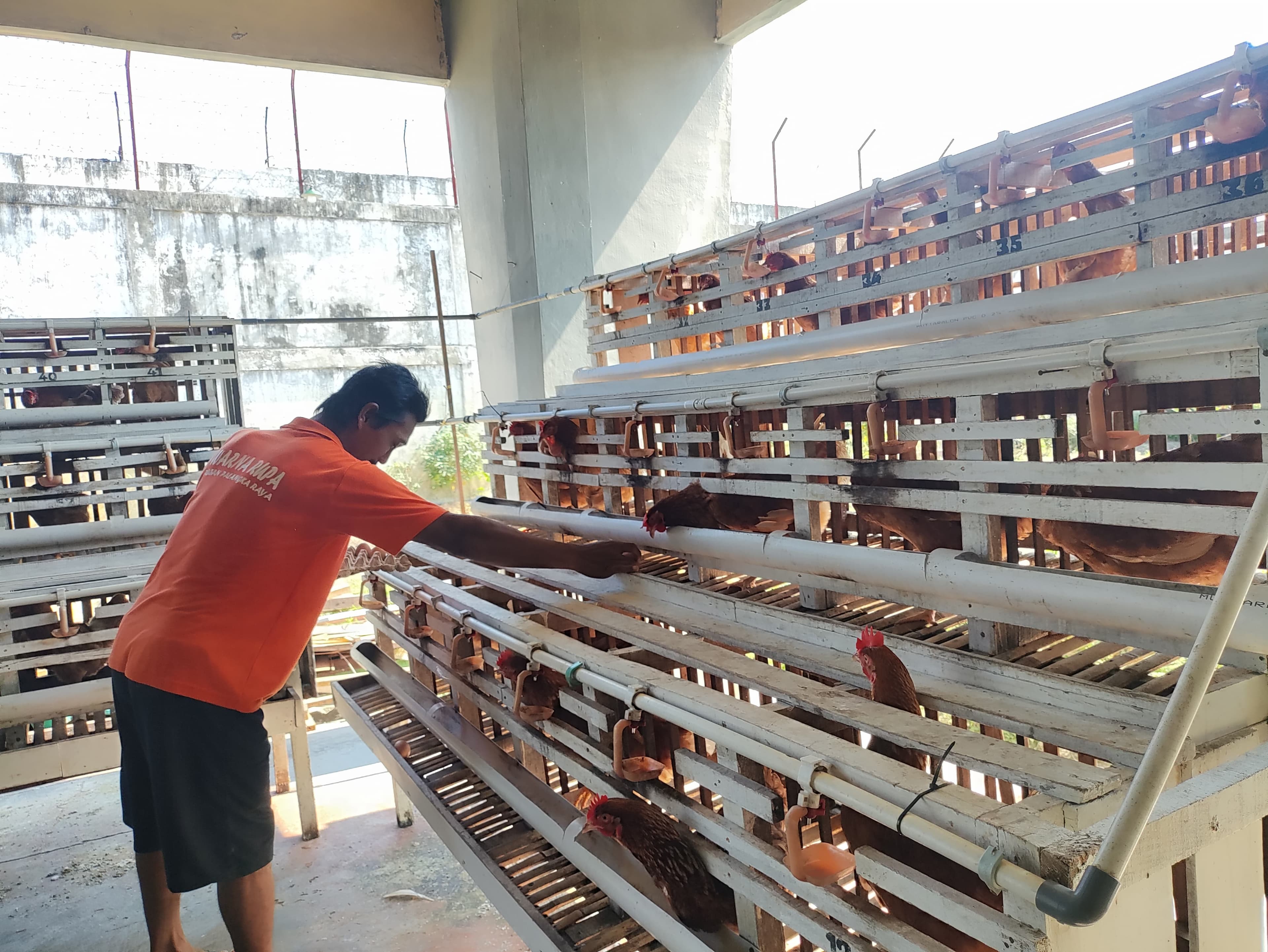 Ternak Ayam Petelur Program Pembinaan Rutan Kelas IIA Palangka Raya